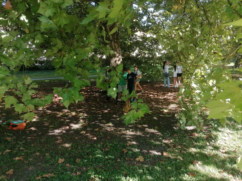 Medve Matek Csapatverseny